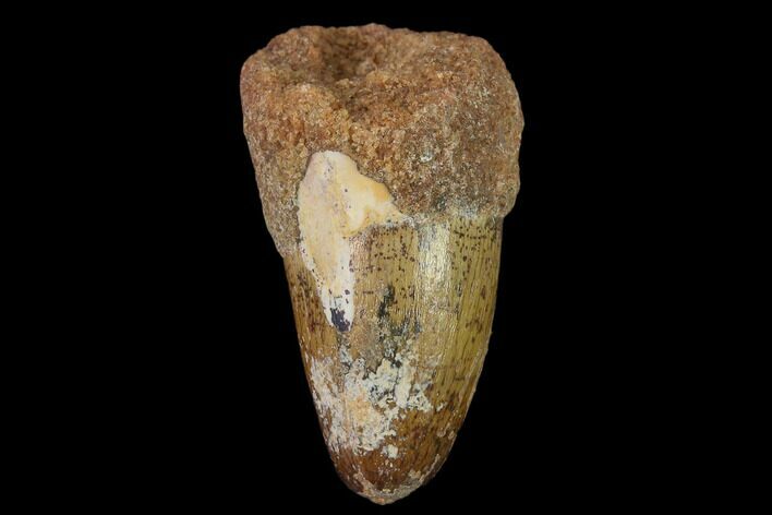 Cretaceous Fossil Crocodile Tooth - Morocco #140558